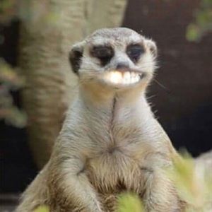 Meet your Posher, Mari